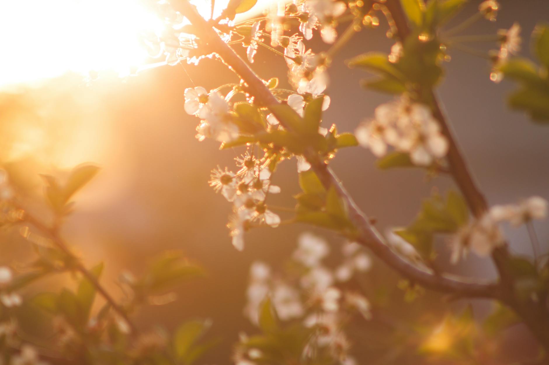 white petaled tree during daytime