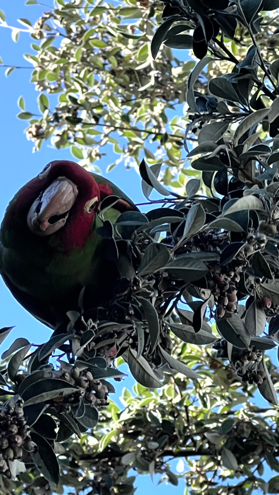 A cherry-headed conure giving me a quizzical look.