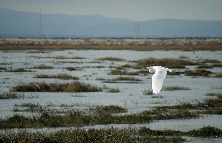 An egret flies over wetlands.