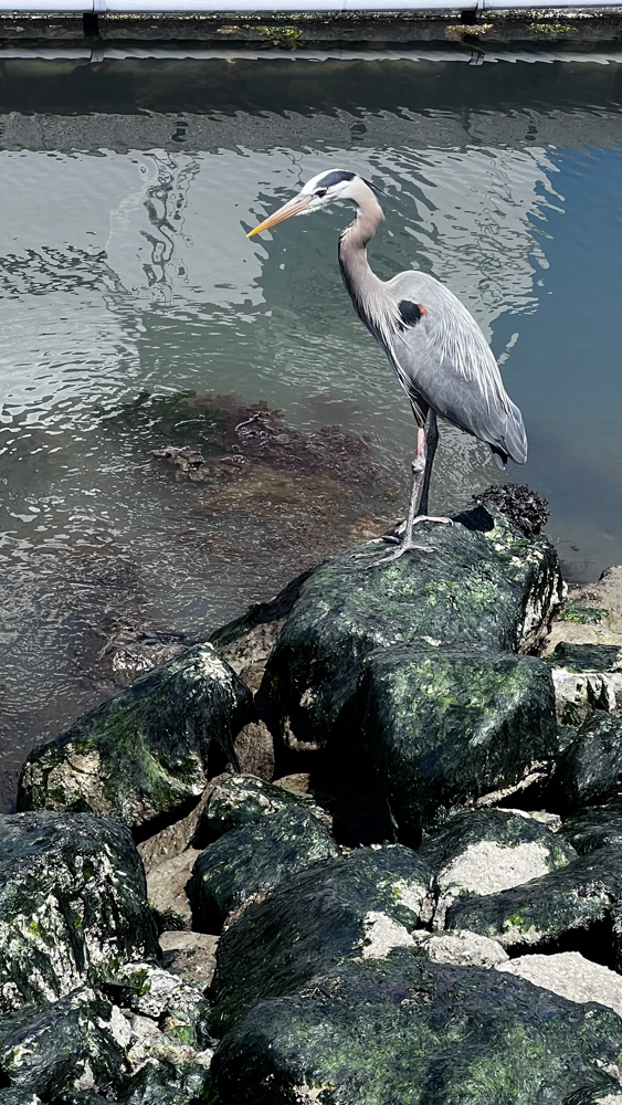 A great blue heron at the San Francisco Marina.