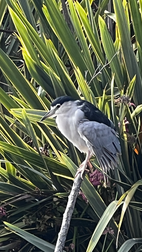 A night heron among the fronds of the Palace of Fine Arts.