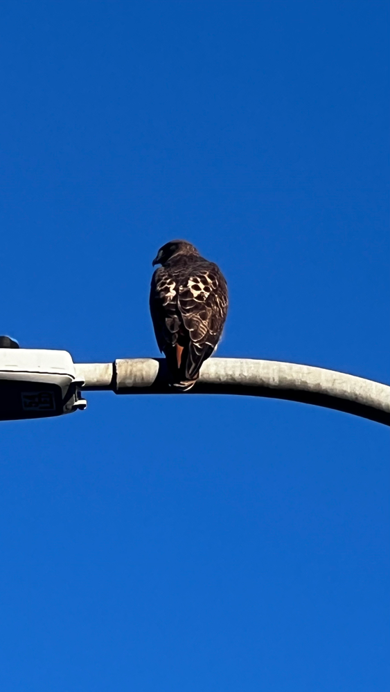 A hawk on a lamp post.