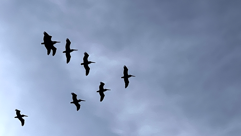 A pelican V formation.