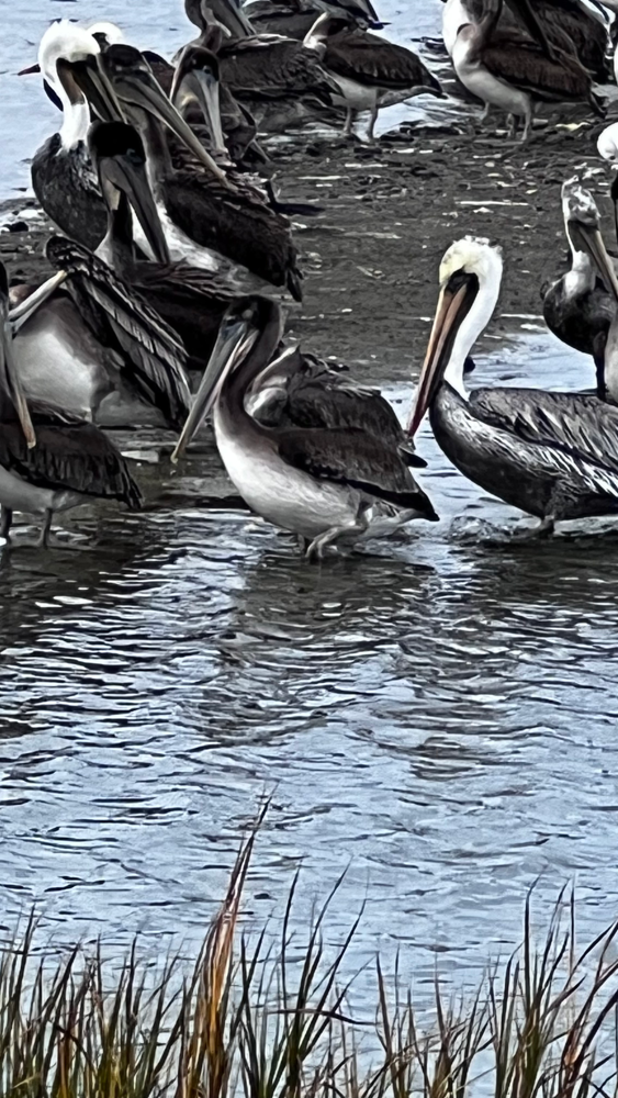 A group of pelicans in water.