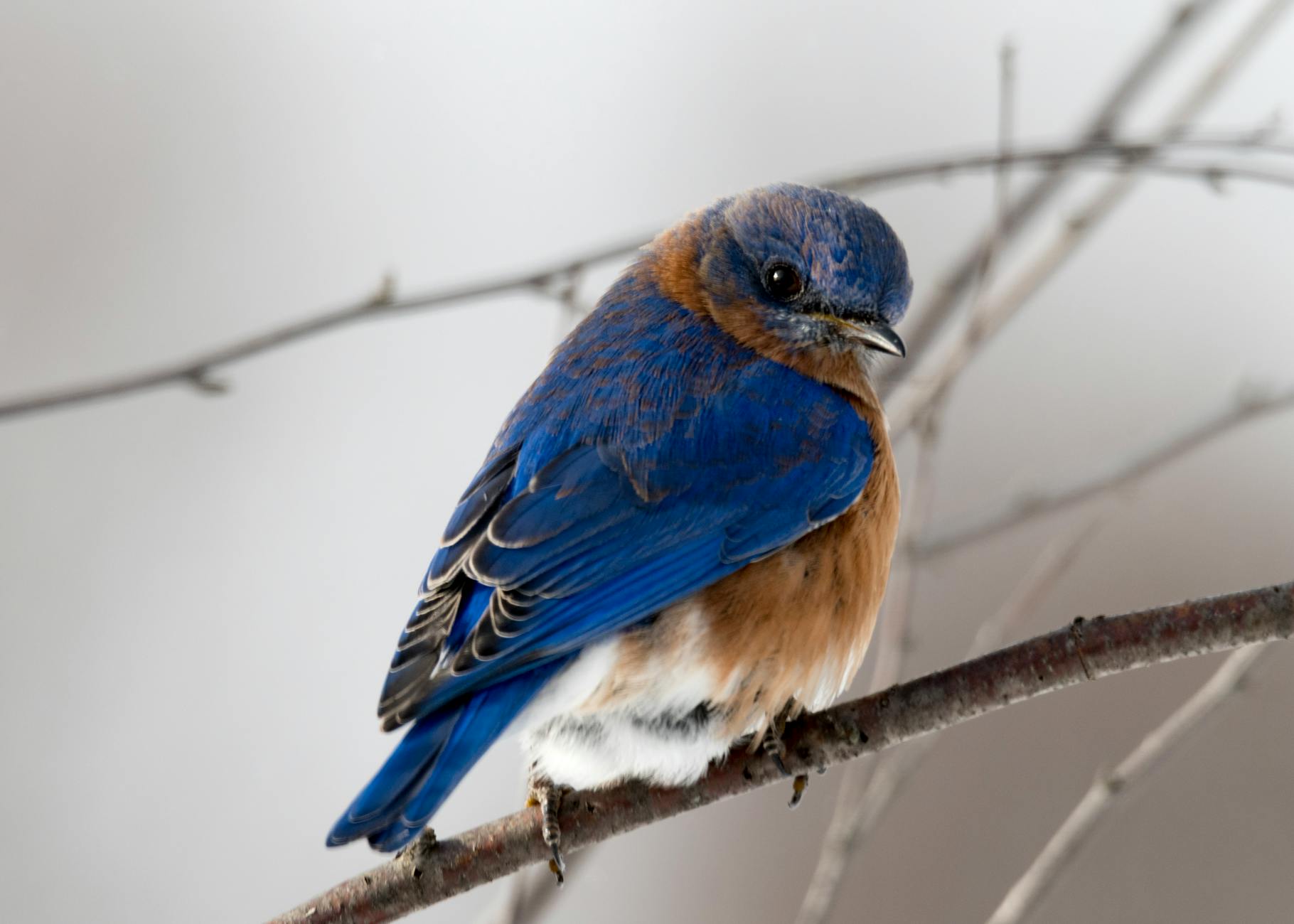 Photograph of small blue and brown bird.