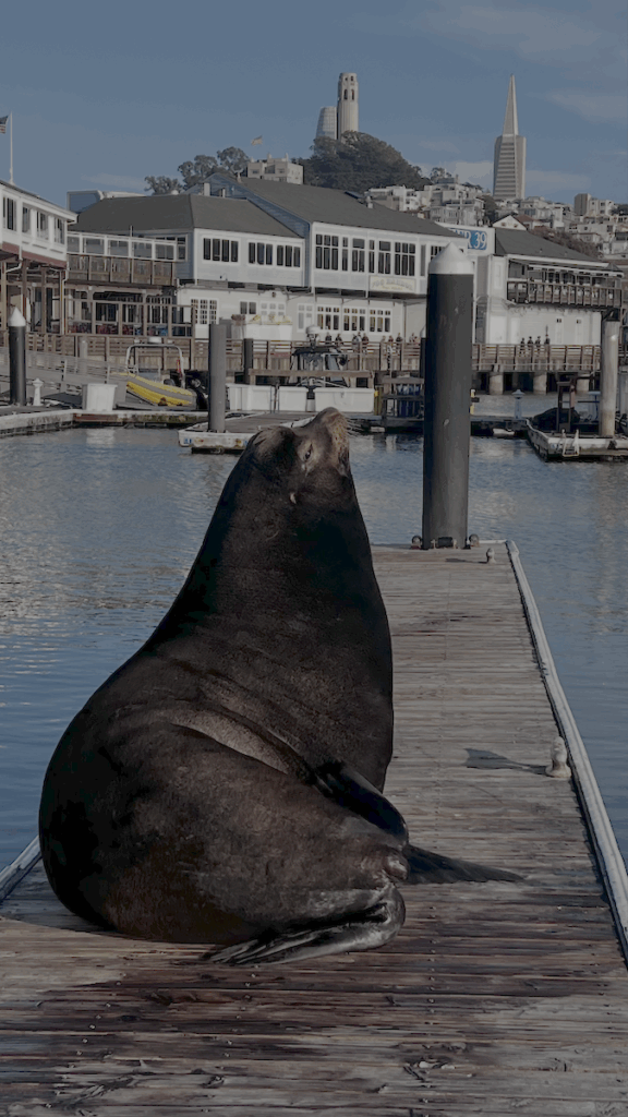 A sea lion resting on a dock in San Francisco.
